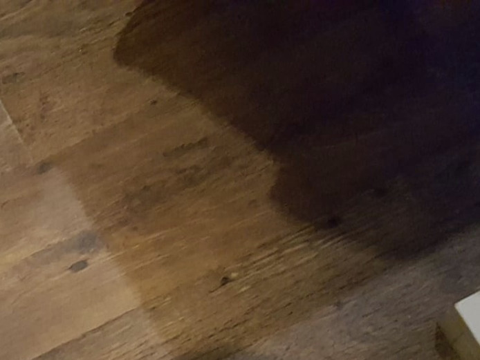Blue tan french bulldog