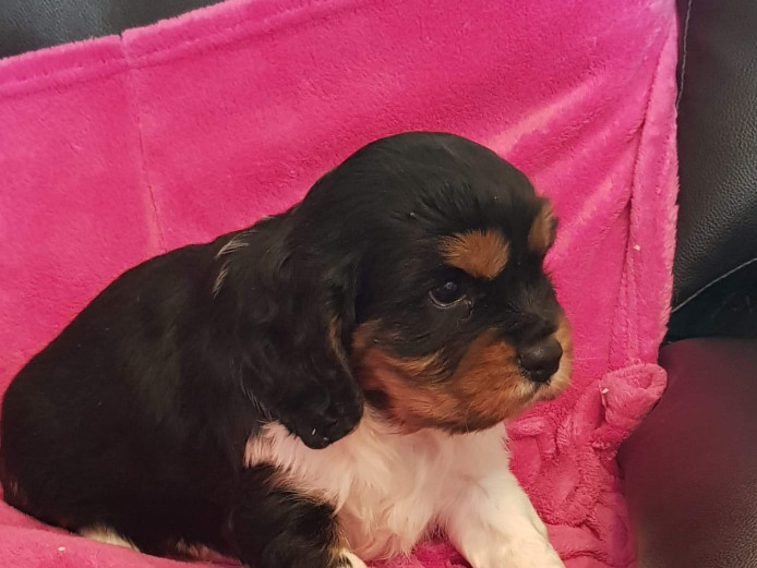 Beautiful cavalier King Charles puppies