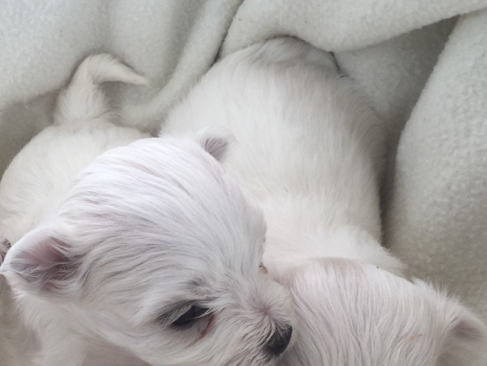 KC registered Maltese boy puppy