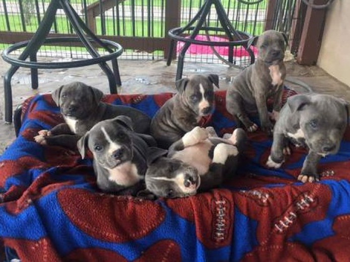 Blue Staffordshire Bull Terrier Puppies 