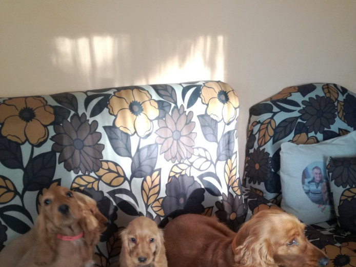 Golden cocker spaniel pups for sale