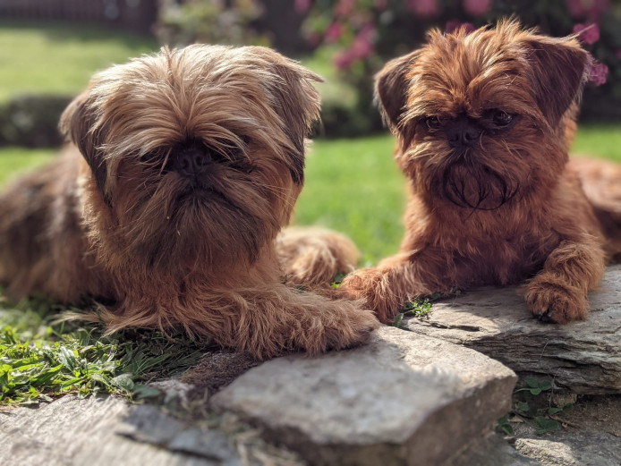 Griffon Bruxellois Puppies Due November 2021