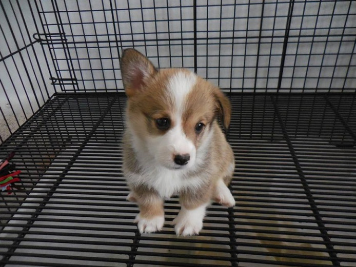 KC Registered Pembroke Welsh Corgi Puppies