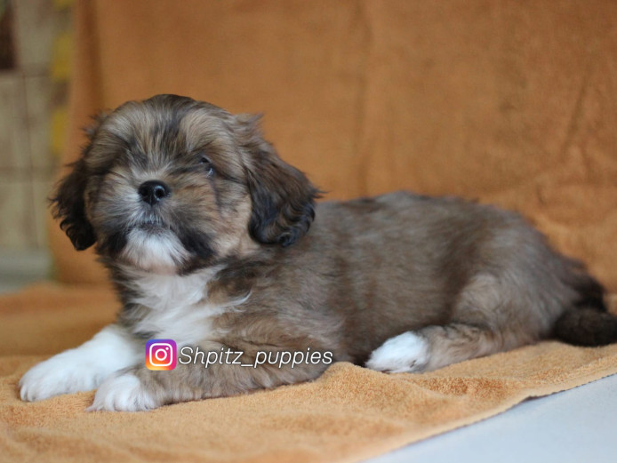 Lhasa Apso male