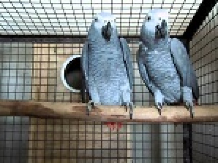 `Loving Gorgeous Africa Grey Parrot for sale