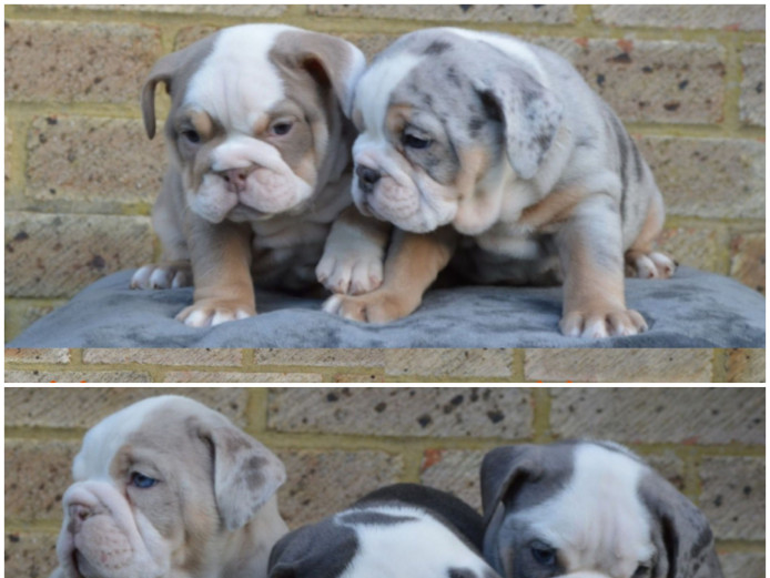 ENGLISH BULLDOG PUPS 