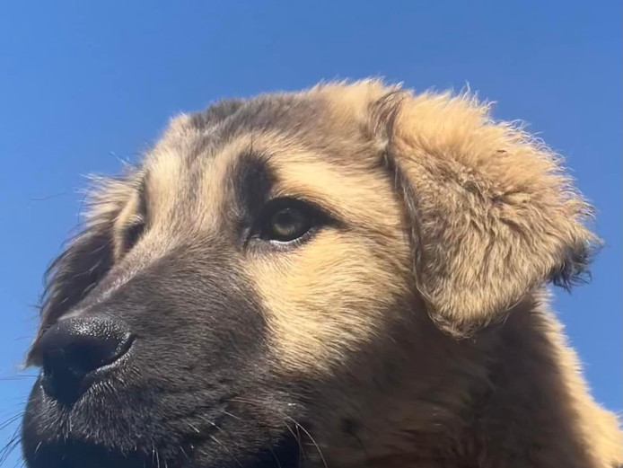 Caucasian Shepherd Puppies