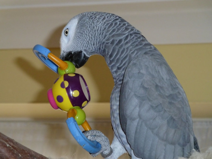 Hand Raised African Grey Parrots & Cage