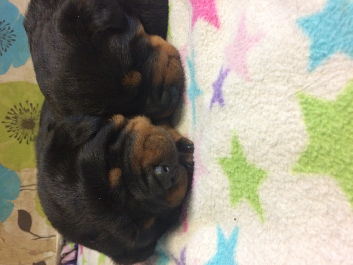 Chunky Rottweiler Bitch 