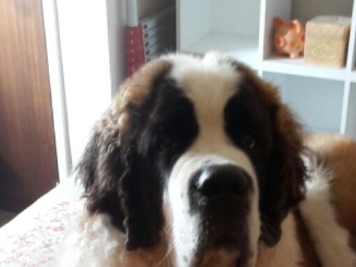 Looking for a loving home