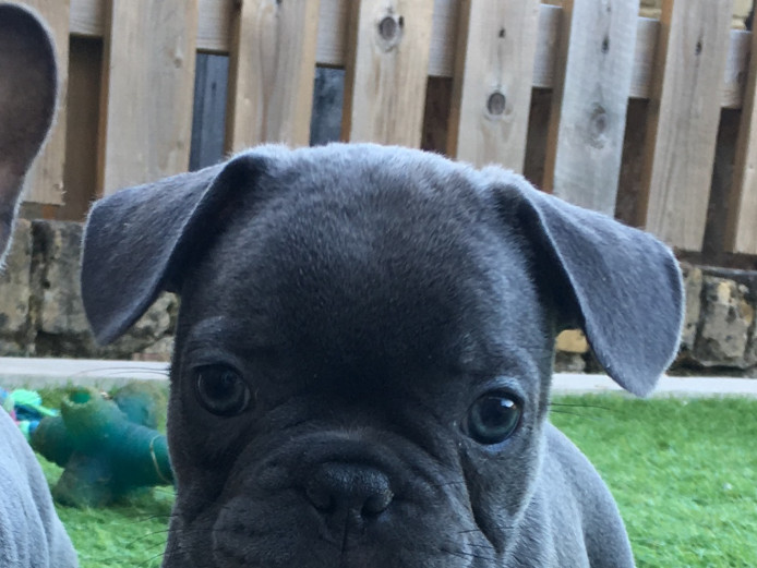 5 stunning French bulldogs ready for their forever homes! KC reg 