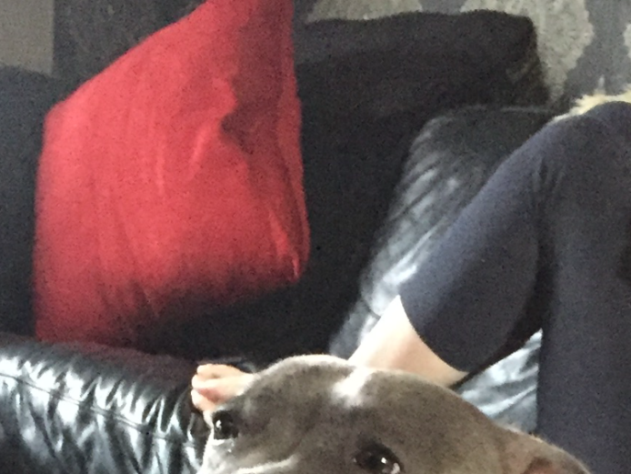 Blue Staffordshire bull terrier pups