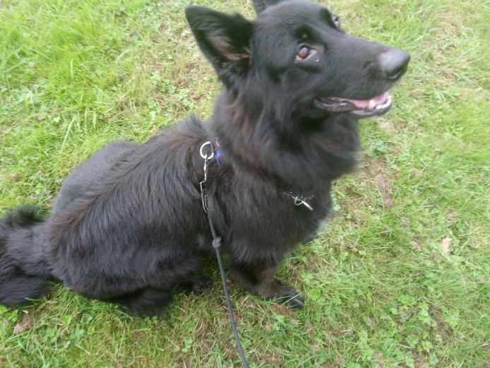 Lovely Female German Shepherd