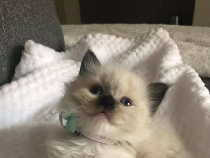 Stunning seal Ragdoll girl 
