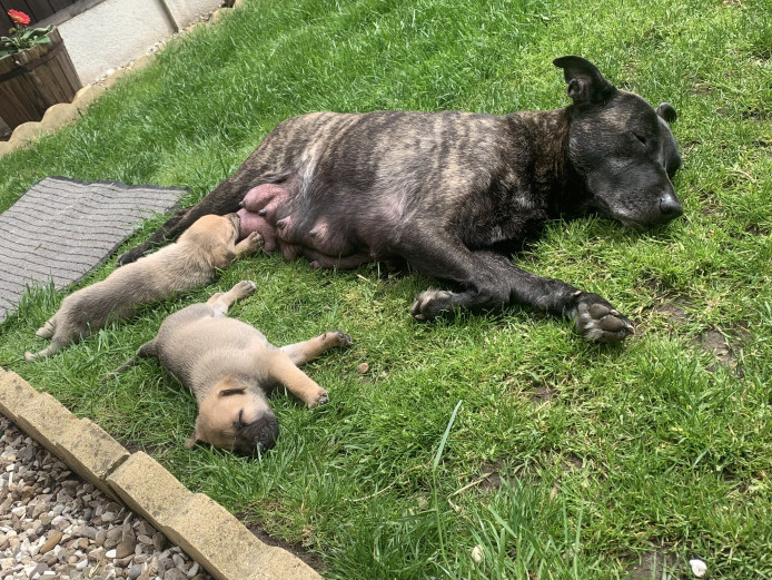 Gsd x staff puppies for sale 