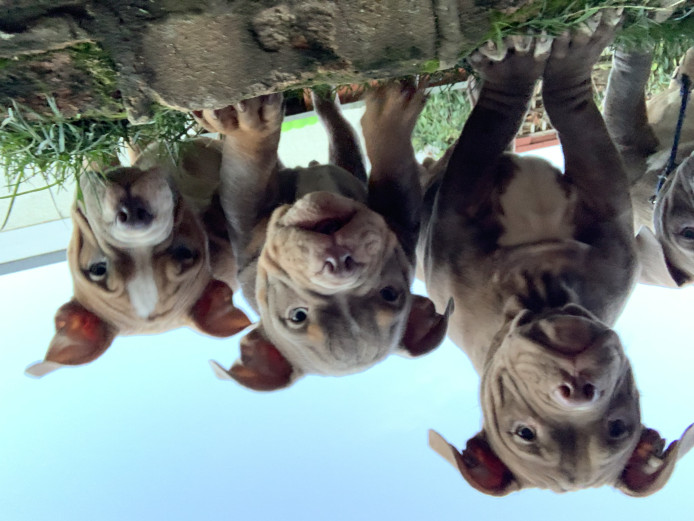 American bully pocket ABKC litter