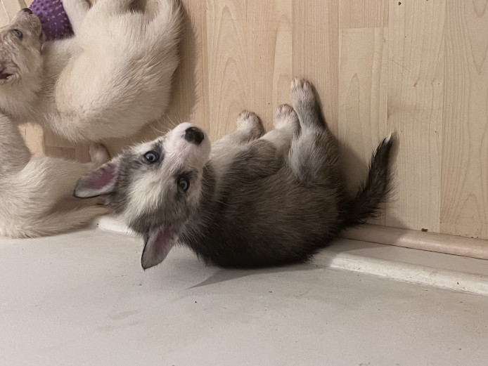Siberian husky puppies 