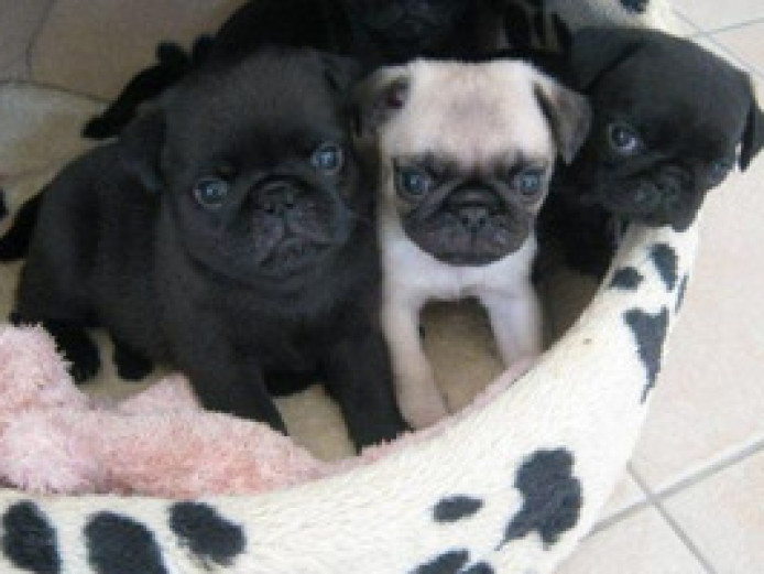 3 Pug Puppies Left For Sale Pedigree