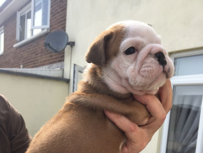 KC REG PUPS CHAMPION BLOODLINES 