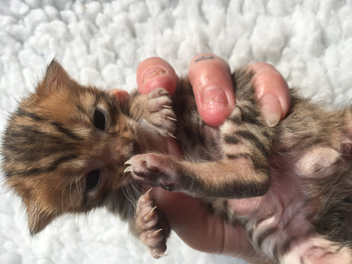 Bengal stunning kittens active or pet 