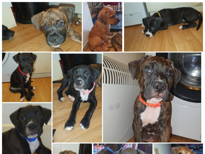 Puppies for sale