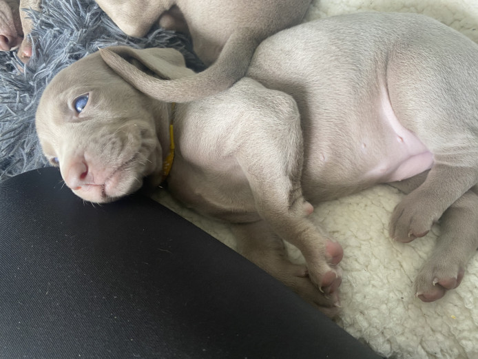 Stunning Weimaraner puppies Only 4 remaining 