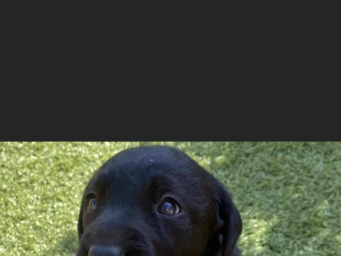 Labrador retriever working puppies kc registered Ftch bloodline 