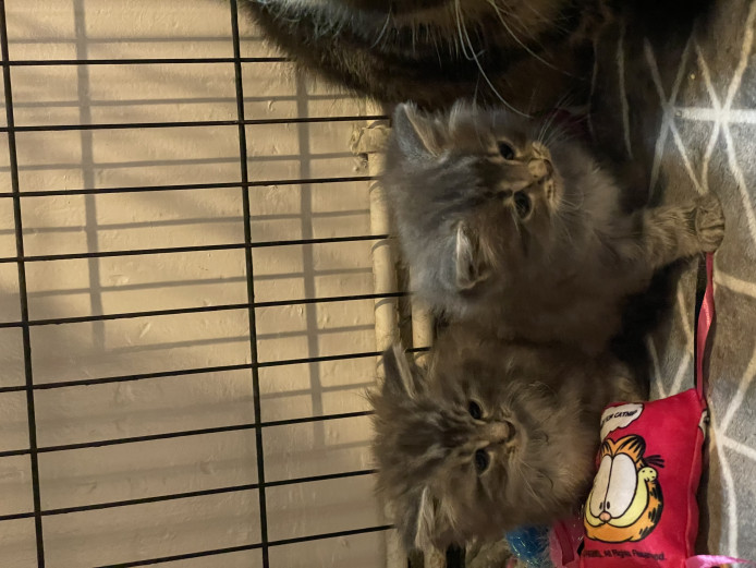 2 male mainecoon kittens 