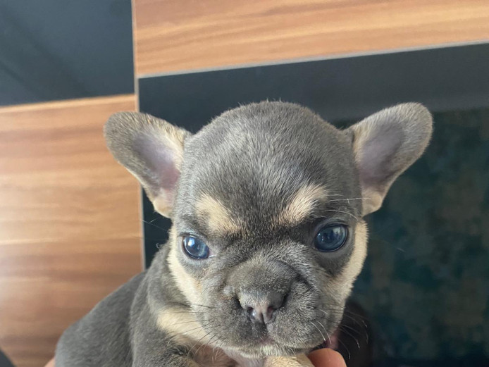 Frenchie boys top quality 