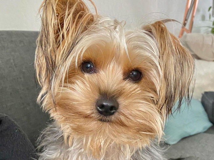 Yorkie for sale