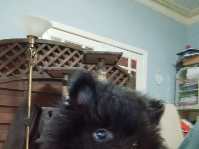 Pomeranian puppies 
