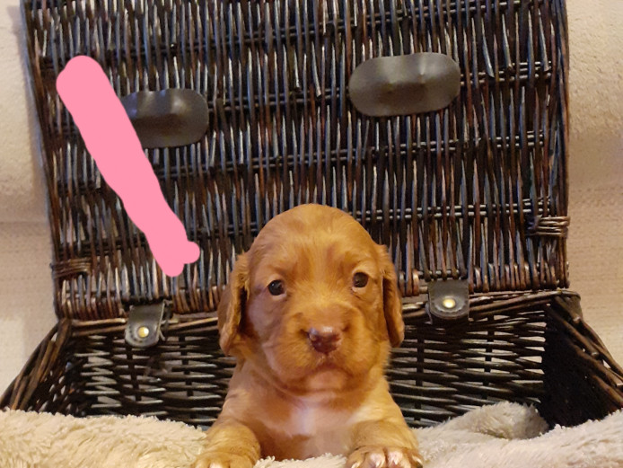 Cocker spaniel puppies champion bloodline