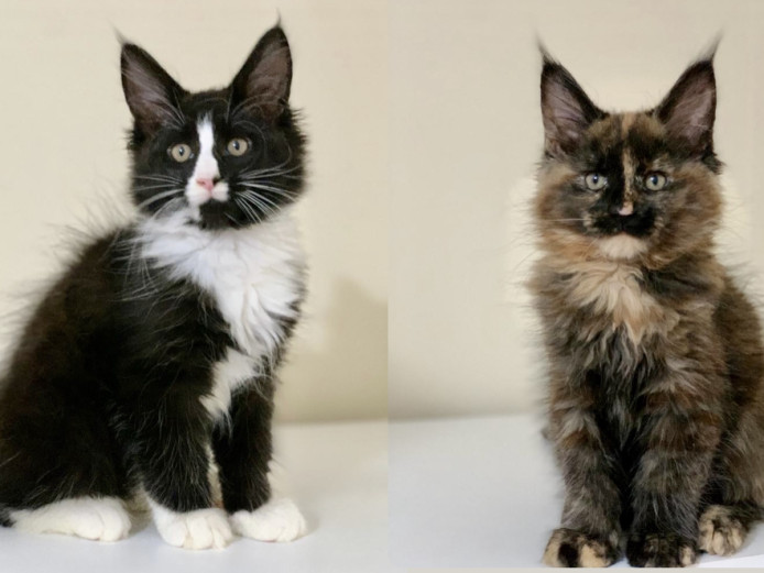 Beautiful Maine Coon Kittens Ready For Home