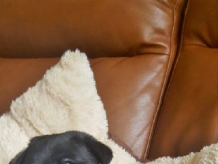 ready now fully akc Pug puppies