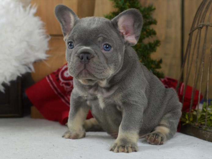  Excellent Akc Reg Male And Female French Bulldog Puppies For Sale 