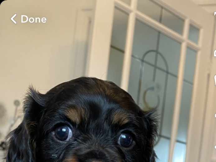 Health tested KC Reg cavalier King Charles spaniel 