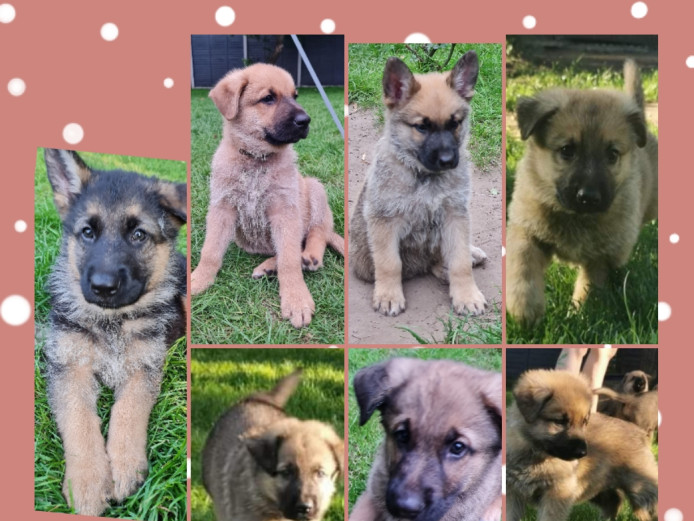 German shepherd X puppies ready now 