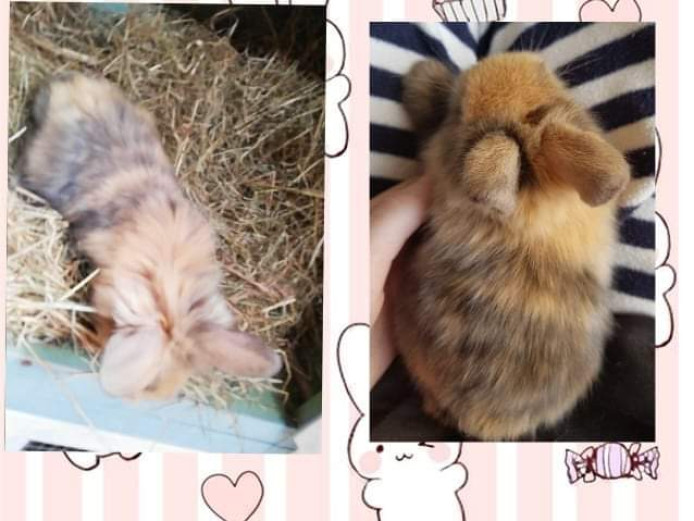 4 baby rabbits 