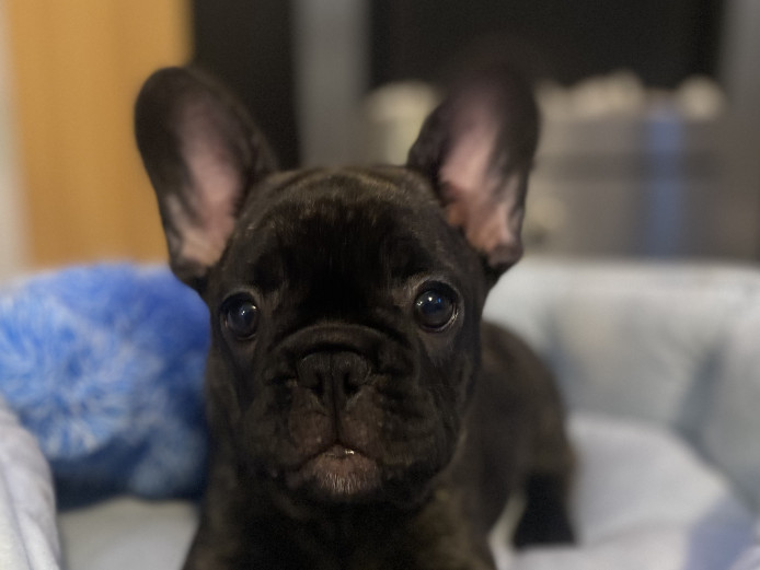 2 beautiful KC registered french bulldog puppies 