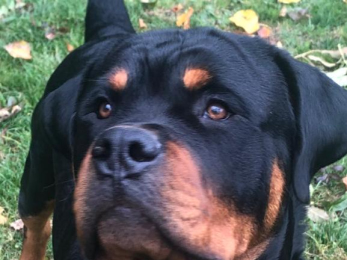 Rottweiler puppies for sale