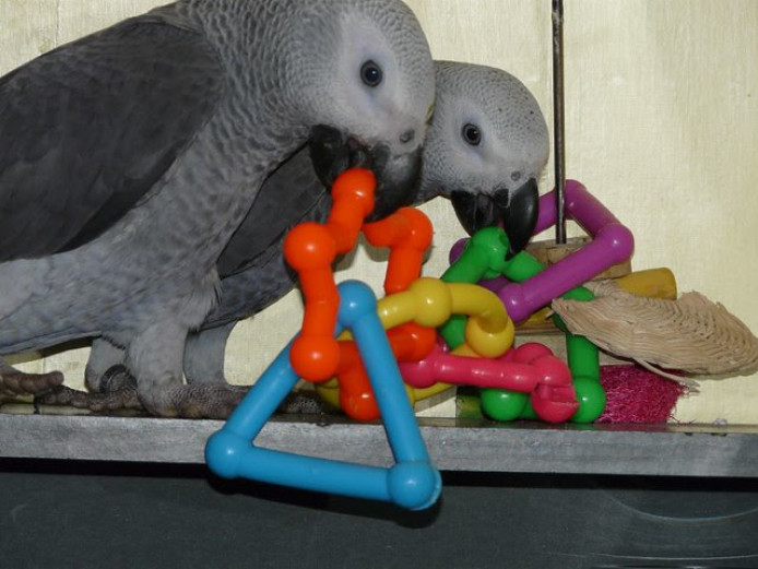 Super Tamed African Grey Parrots with Cage