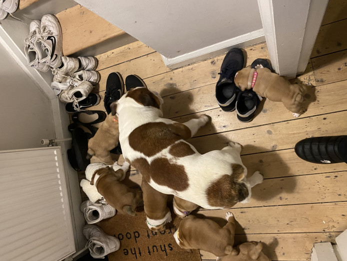 English bulldog puppies 
