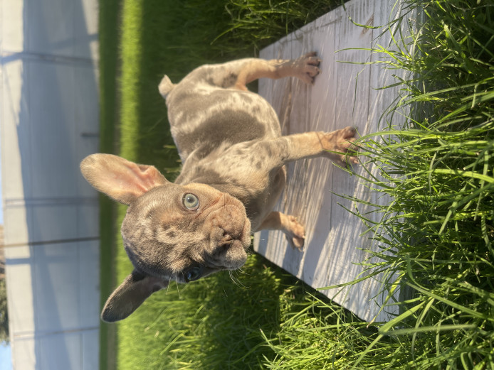 Beautiful Female 9 weeks of age 