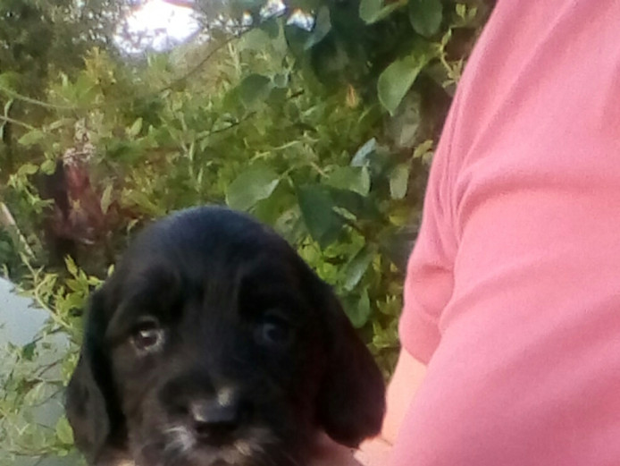 Gorgeous litter of cocker spaniel Puppys 