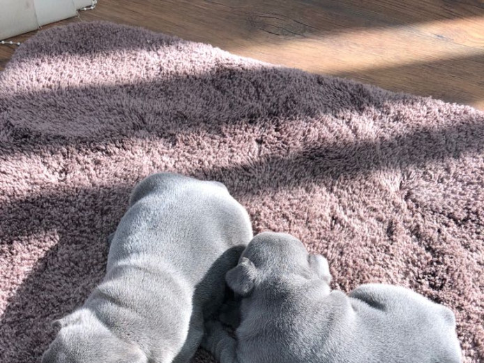 Beautiful solid blue kc registered French bull terriers 