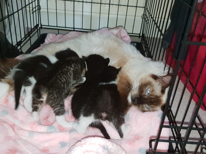 Half ragdoll kittens forsale