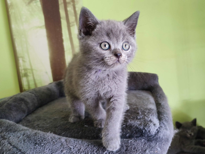 Champion GCCF Pedigree Blue British Shorthair Boy