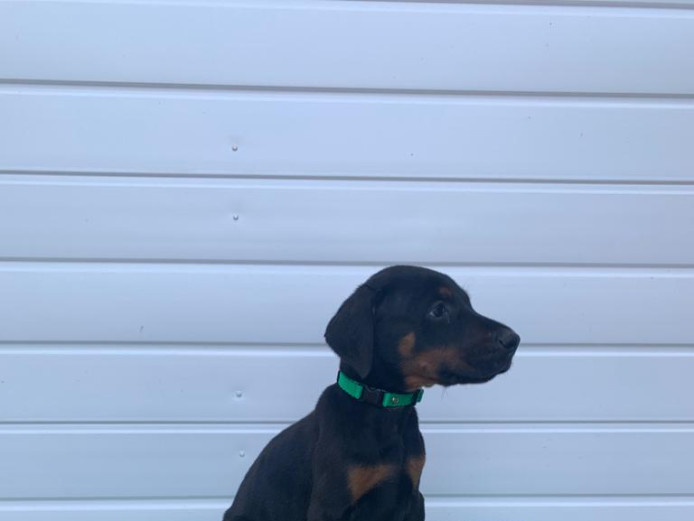 Stunning dobermans available 