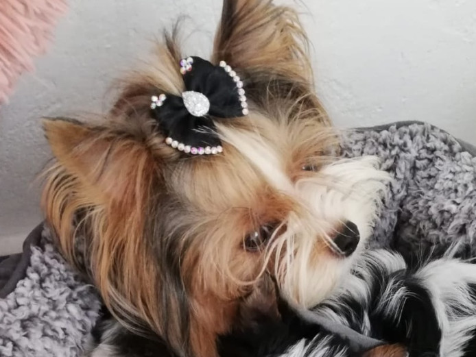 Tri Biewer terrier male pup