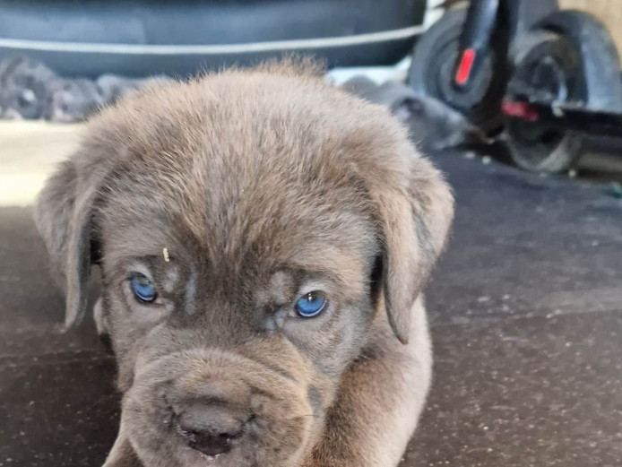 Cane corso pups